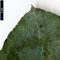 SpeciesSub: subsp. cordata